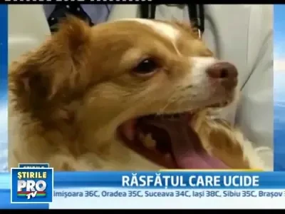 In SUA, pana si animalele de companie au probleme cu obezitatea