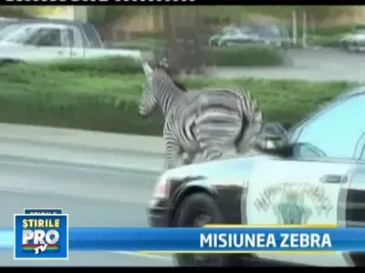 Doua zebre au evadat de la zoo, in California. Vezi prin ce au trecut