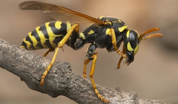 Apel disperat: "Alo, 112, sunt atacat de un roi de viespi!"