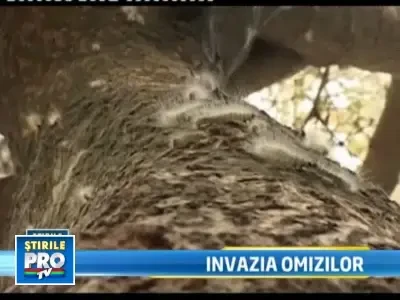 Dupa canicula si inundatii, agricultorii romani au un alt dusman: omizile