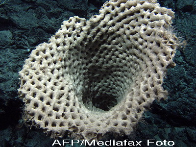 S-au descoperit primele vietuitoare de pe Terra. Au 650 milioane de ani