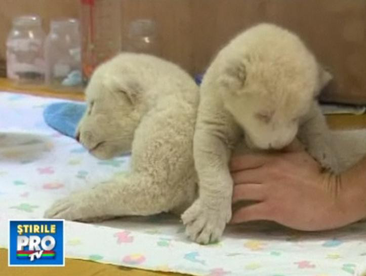 Leutii perfecti exista! La gradina zoologica din Belgrad
