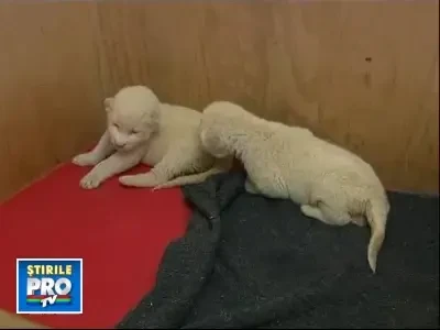 Lei albi la gradina zoologica din Belgrad