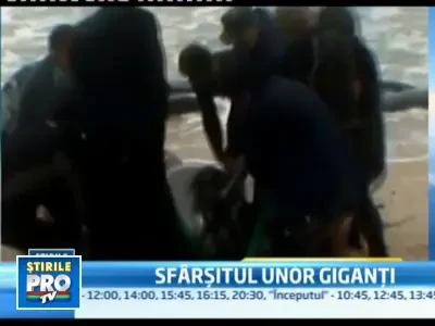 Zeci de balene au murit in Noua Zeelanda, dupa ce au esuat pe o plaja