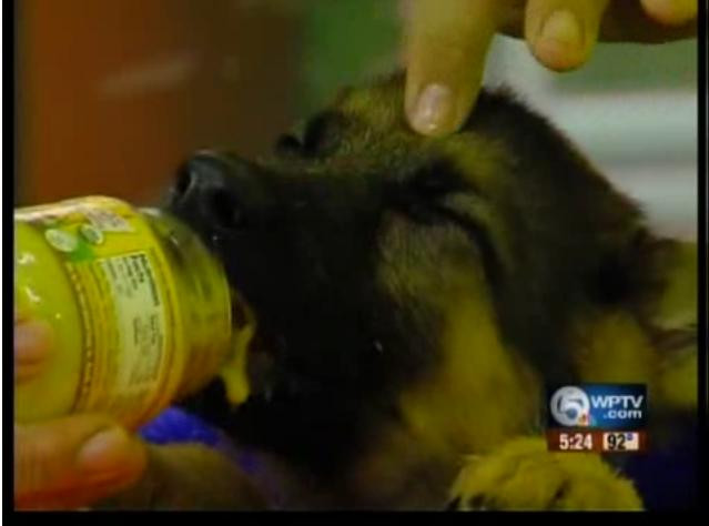 Drama catelului Buckley: nu poate manca decat in pozitie verticala