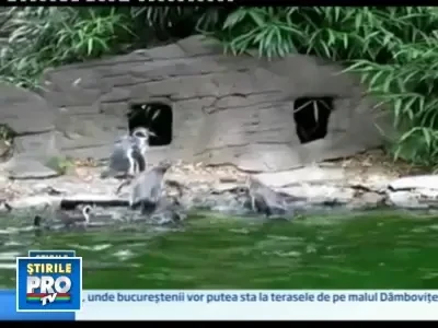 Cine e mai tare, fluturele sau pinguinul? Scene ca in desene animate