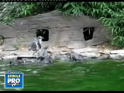 Cine e mai tare, fluturele sau pinguinul? Scene ca in desene animate