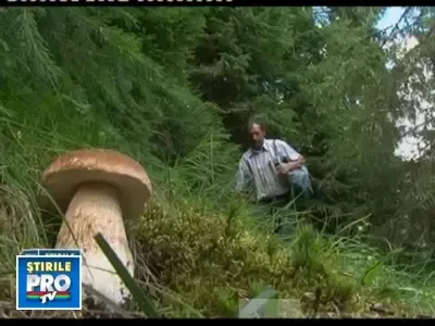 Romanii aduna ciuperci si catina pentru export. Castiga 1.000 de euro/luna
