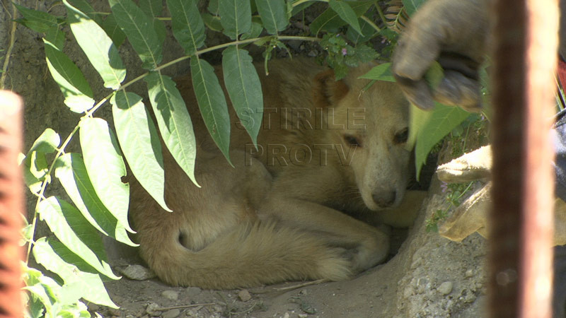 Operatiune dificila in Targoviste: catelul Grivei, salvat dintr-o groapa