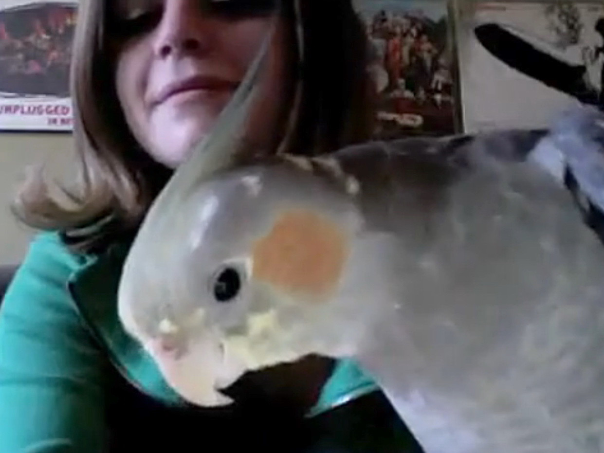 Papagalul care canta Tequila!