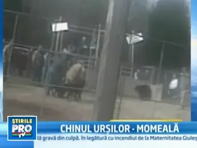 Imagini socante: ursi torturati pentru antrenarea cainilor de vanatoare