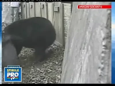 Imagini socante: ursi torturati pentru antrenarea cainilor de vanatoare