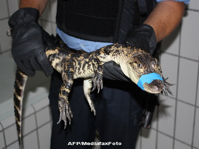 Crocodilii din reteaua subterana a New-York-ului: legenda sau adevar?