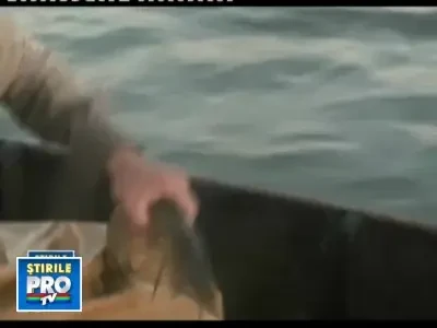 Dezastru in Delta! Pestii prinsi mor in navoade din cauza apei prea calde