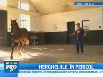 Caii din hergheliile romanesti dispar pe capete, cu sprijinul autoritatilor
