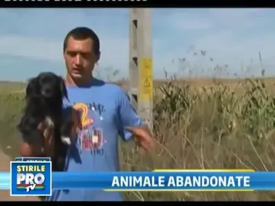 Alarmant! Tot mai multi oameni isi abandoneaza animalele de casa