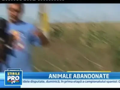 Criza e de vina? In fiecare zi sunt abandonate animale de rasa