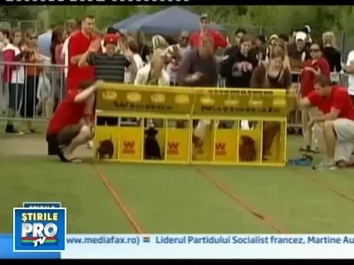 Intrecere pe patru labute