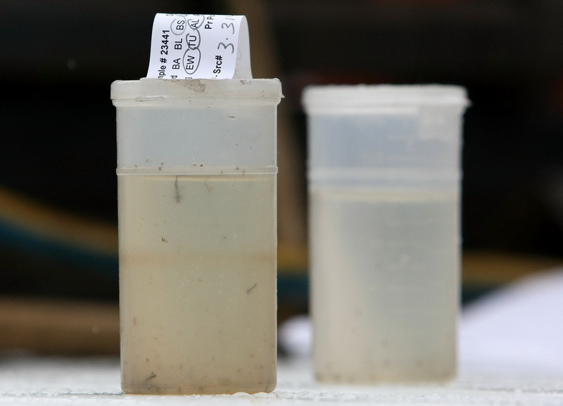 Virusul West Nile a mai ucis un roman. Alti 4 s-au imbolnavit