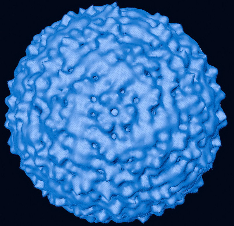 Ministerul Sănătăţii anunţa că nu exista riscul unei epidemii provocate de virusul West Nile