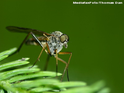 Olandezii au avut nevoie de un studiu, pentru a afla ce stia toata lumea despre tantari