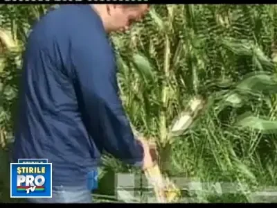 Tinerii fermieri pot accesa de acum fonduri europene. Afla conditiile