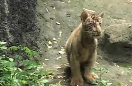 Ciudatenie a naturii in India: un pui de tigru siberian s-a innegrit! VIDEO