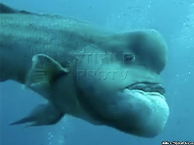 Cel mai urat peste din lume! L-au poreclit Shrek!