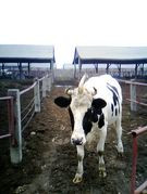 Vacuta-unicorn! Fermierii au botezat-o "Rinocerul"!