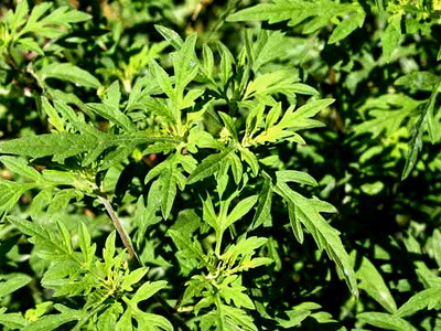 O buruiana extrem de periculoasa a napadit toata Timisoara