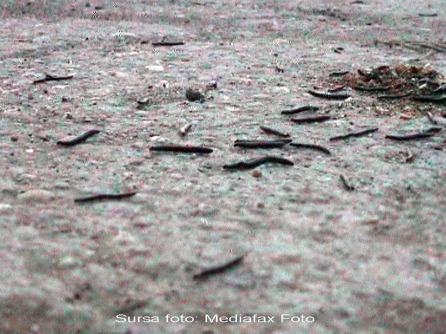 Socant! Si-a lasat sotia bolnava sa fie mancata de viermi!