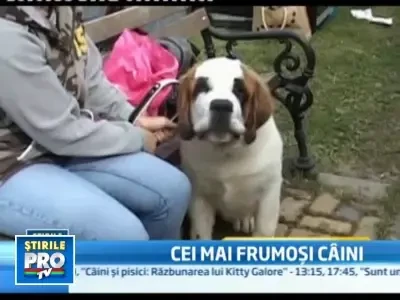 Cei mai frumosi caini din tara! 3.000 de blanite s-au intrecut la Ploiesti