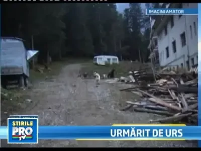 A vrut sa goneasca un urs, dar a scapat doar pentru ca l-au ajutat cainii