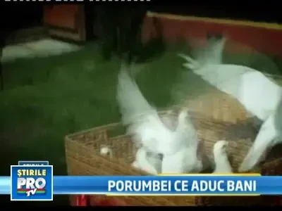 O afacere inaripata! Porumbeii se inchiriaza pe mii de euro la nunti