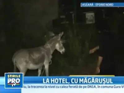 Client neobisnuit la un hotel din Eforie: un neamt a venit cu magarul