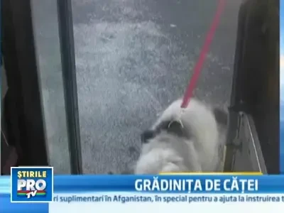 Tabara pentru catei farmeca America. Necuvantatoarele au propriul autocar