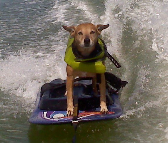 Catelusa Chibi, amatoare de senzatii tari:merge pe motor si face ski nautic