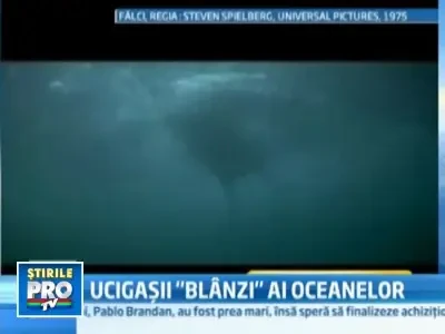 Nu va temeti de rechini! Sunt creaturi pasnice si blande!