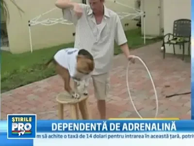 Catelusa Chibi, amatoare de senzatii tari:merge pe motor si face ski nautic