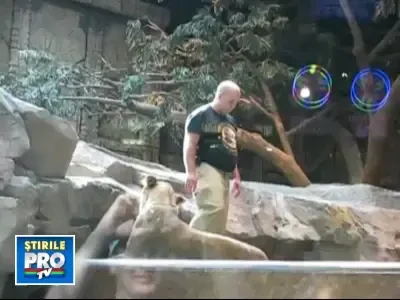 Spectacol de groaza in Las Vegas: un dresor a fost atacat de un leu!