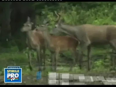 In plina criza, vanatoarea aduce romanilor profit de milioane de euro