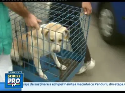 Bucuresti: verde la sterilizarea cainilor fara stapan, pe banii Primariei