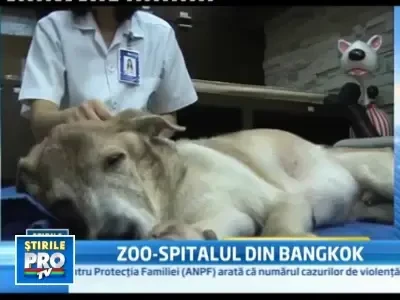 Raiul cateilor: masaje cu ultrasunatete, bai cu saruri, acupuntura si yoga