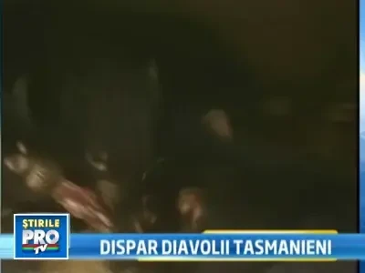 Alarmant. Specia diavolilor tasmanieni, in pericol de disparitie