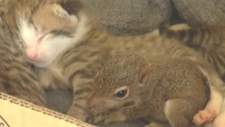 Imagini inedite! Lucky, puiul de veverita care toarce!