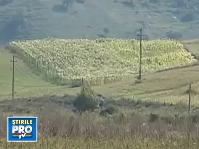 Solutii de criza: cultivarea tutunului. Se scot bani buni!