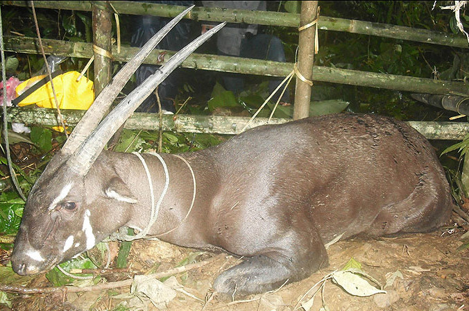Saola, moarta in captivitate. Au crezut ca e semn divin, dar au omorat-o