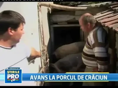 A inceput sezonul de cumparat porci pentru Craciun. Pretul: 7 lei/kg