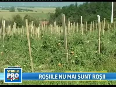 Poftiti la rosii in toate culorile! Chiar si negre. Costa 5 lei kilogramul