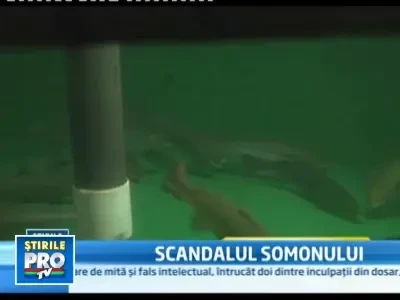 Franken-fish, somonul modificat genetic naste scandal in SUA
